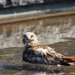 red tailed hawk.jpg (204 KB)